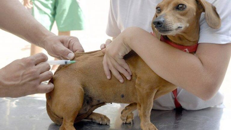 ANIMAL – Vacinação antirrábica em Marília será realizada a partir de 15/9