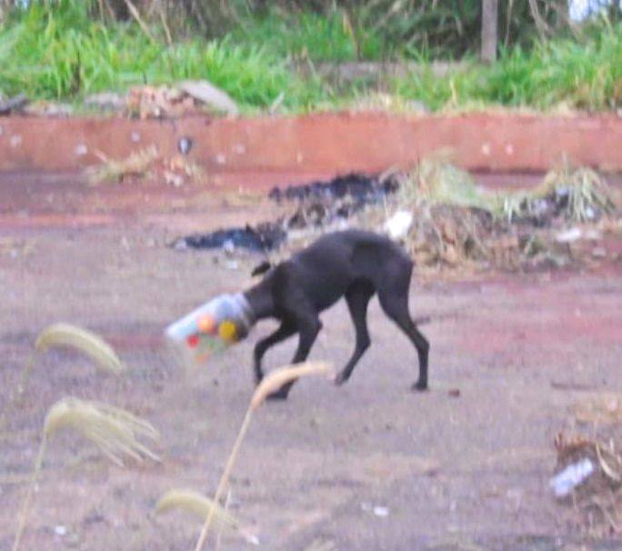 INUSITADO – Polícia Rodoviária Federal resgata cachorro com cabeça presa em pote plástico, em Marília