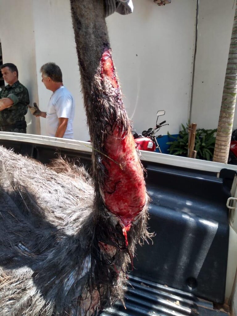 Marília – BOSQUE CONTINUA FECHADO E PLANO É CAPTURAR ONÇA QUE ATACOU AVESTRUZ