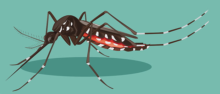 Dengue – BAURU SE APROXIMA DOS 17 MIL CASOS DA DOENÇA E 17 ÓBITOS