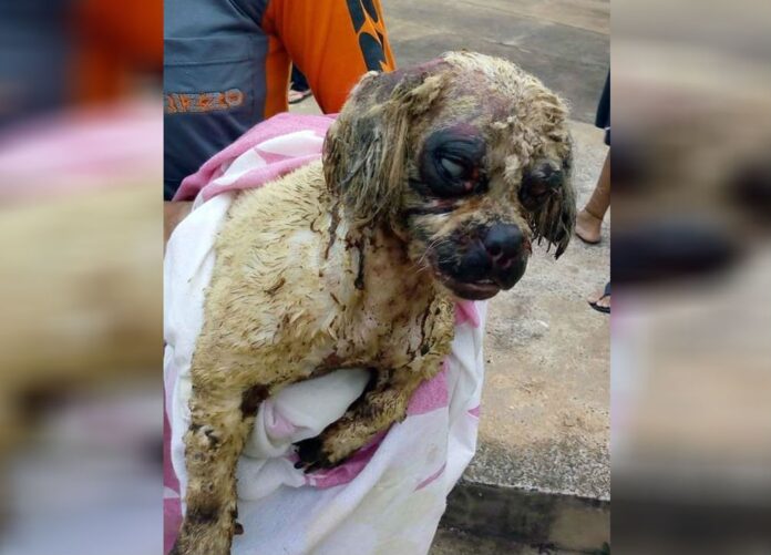 CACHORRINHA ácido