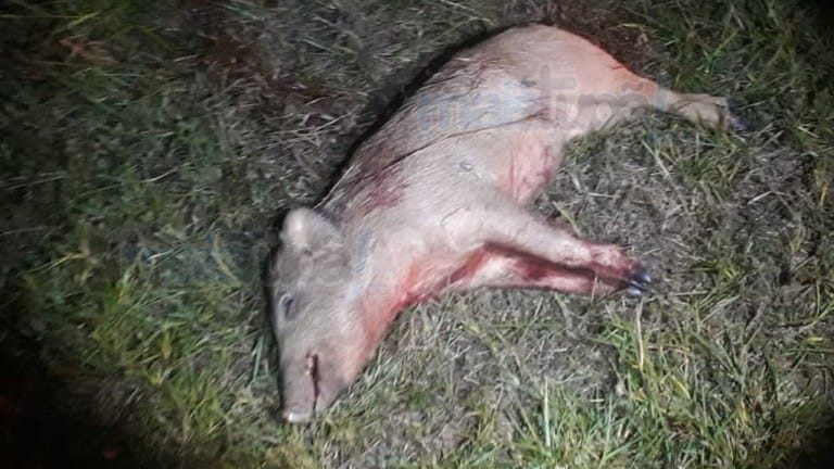 Inusitado – MOTOCICLISTA MORRE AO BATER EM JAVAPORCO EM ESTRADA VICINAL