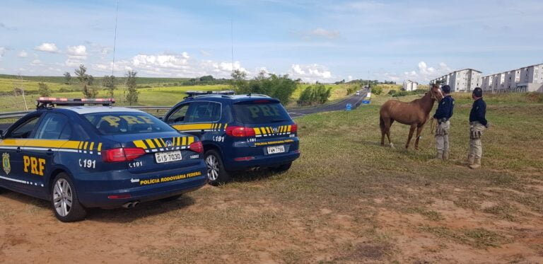 Risco permanente – PRF APREENDE MAIS UM CAVALO NA BR 153; EM 14 DIAS FORAM 15