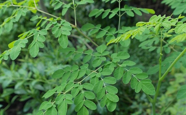 Saúde – ANVISA PROÍBE VENDA DE PRODUTOS COM A PLANTA ‘MORINGA’