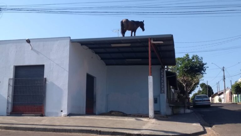 Nas alturas – BOMBEIROS USAM GUINCHO PARA RESGATAR CAVALOS DE CIMA DE TELHADO