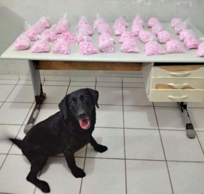 TRÁFICO droga cão 3 (1)