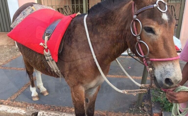 Inacreditável – BURRO NA CONTRAMÃO TROMBA E CAUSA DANOS EM AMBULÂNCIA