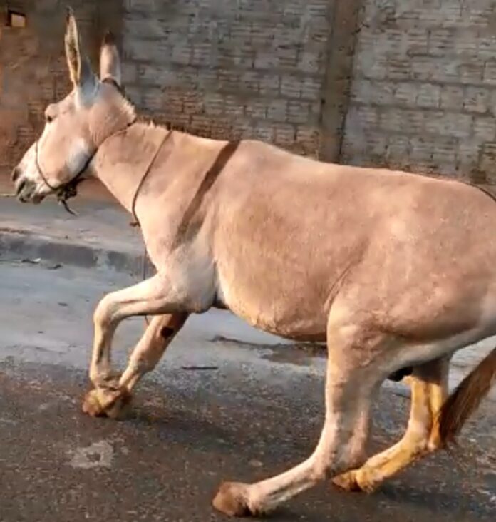 DOIS CÓRREGOS_burro 2