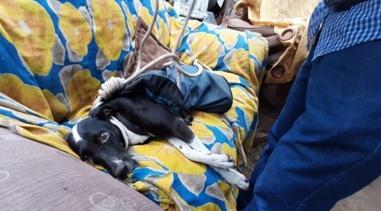 Não resistiu – MORRE CACHORRA RESGATADA DE BURACÃO, APÓS 27 DIAS DE BUSCAS