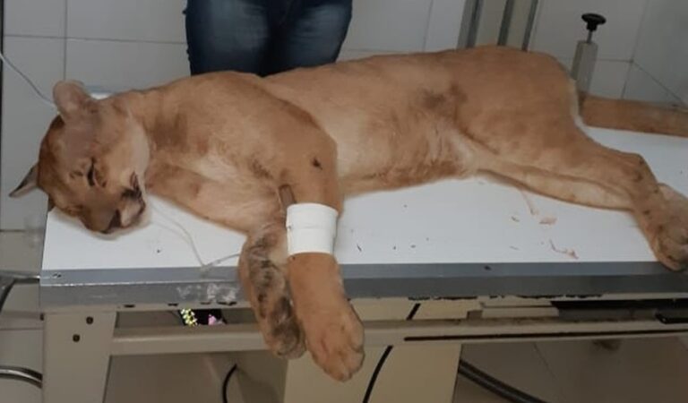 Que sina! – CAPTURADA EM MARÍLIA E SOLTA EM MATA, ONÇA É ATROPELADA EM RODOVIA