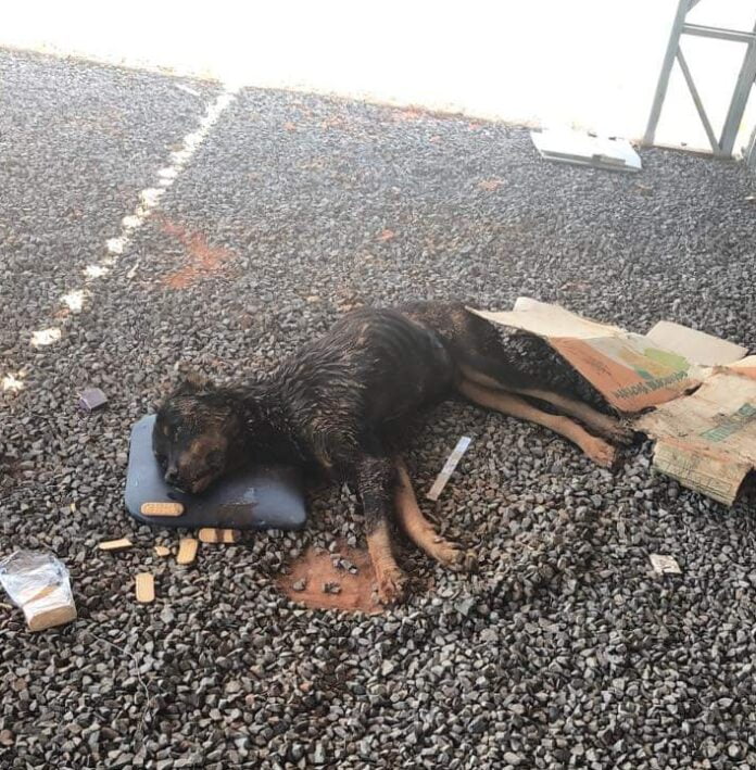 CÃES ABANDONADOS 2 (1)