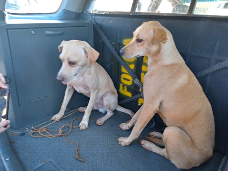 HOMEM É FLAGRADO ENFORCANDO CACHORRA NO CIO: NÃO QUERIA MAIS FILHOTES