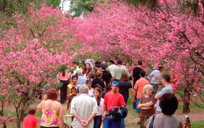 festival das cerejeiras