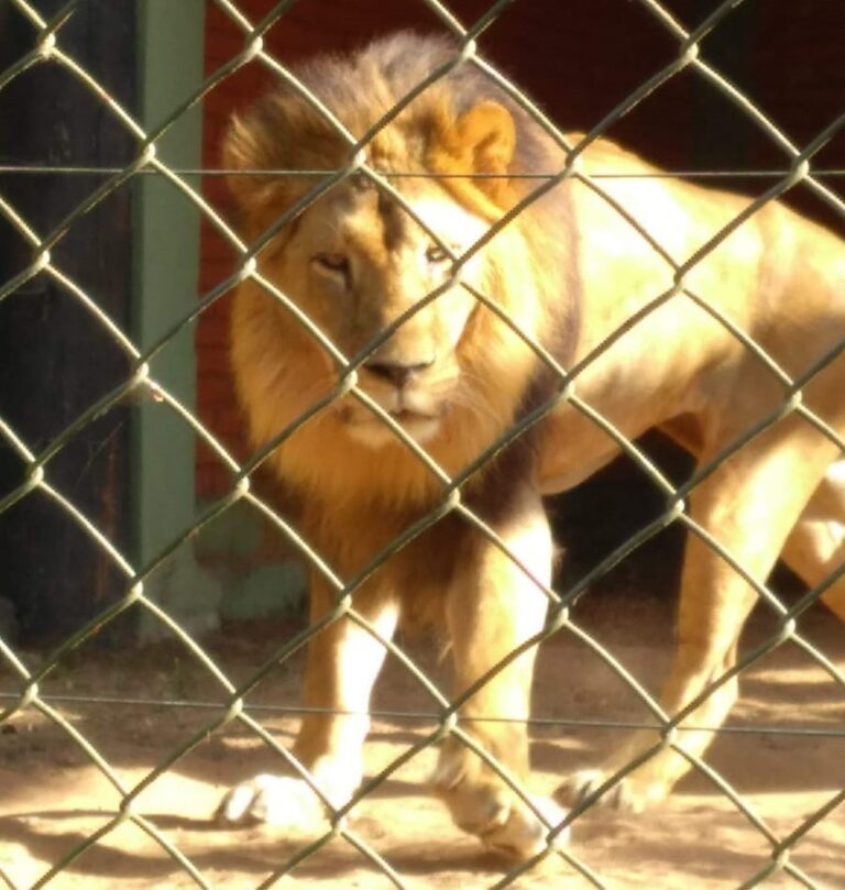 LEÃO DO ZOOLÓGICO DE BAURU MORRE POR COMPLICAÇÃO DE DOENÇA CRÔNICA NO FÍGADO