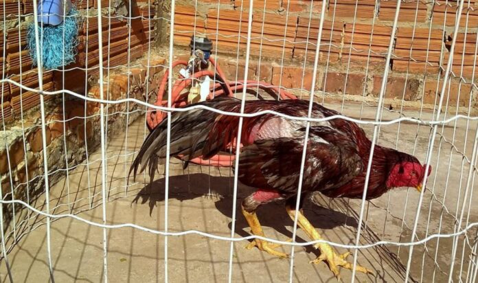 rinha de galo marilia