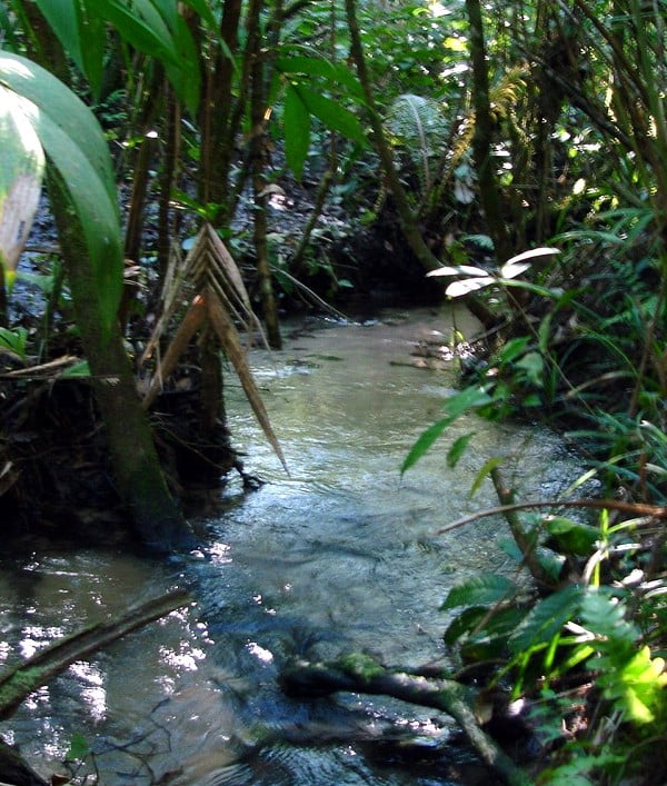 RESTAURAÇÃO DE ÁREA AMBIENTAL EM ASSIS DEVERÁ OBEDECER IDENTIDADE ECOLÓGICA