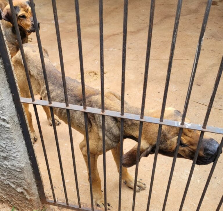 Homem é autuado em R$ 432,7 mil por maus-tratos a 144 animais e pássaros
