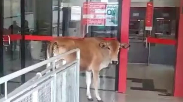 A vaca foi pro banco, no centro da cidade