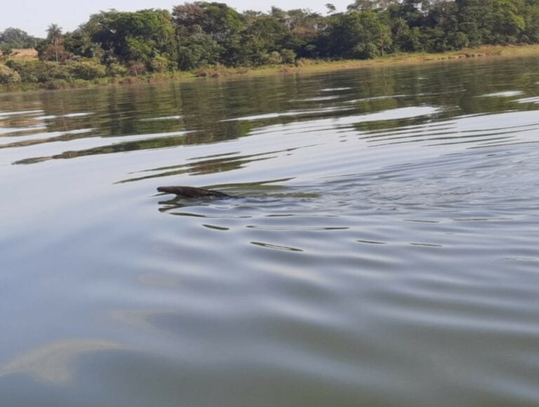 Ambientais flagram tamanduá atravessando rio e acham trator furtado