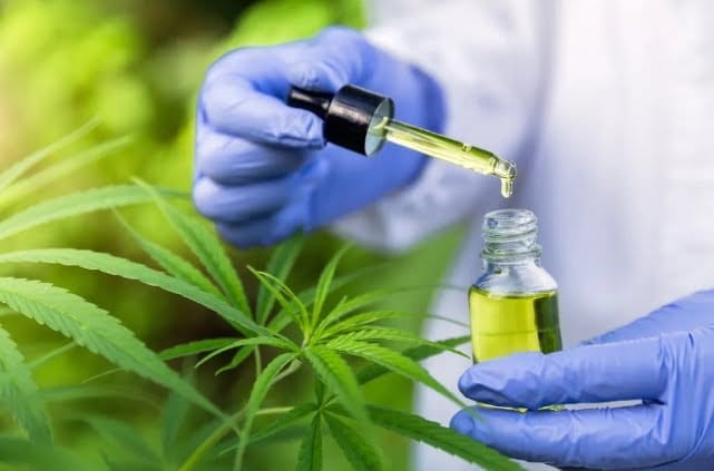 Audiência pública sobre uso da cannabis medicinal será nesta 4.a, na Câmara