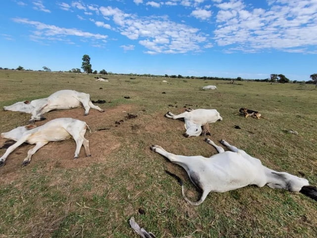 Frio mata mais de mil bois no Pantanal, e número pode aumentar