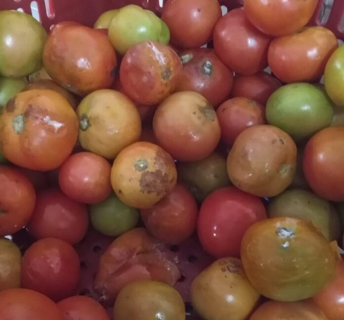 tomates-merenda (1)
