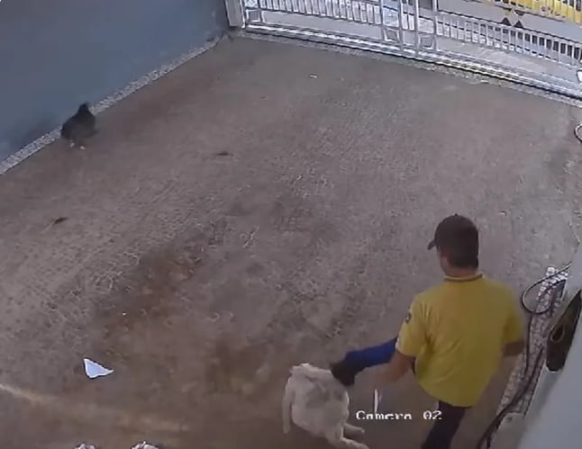 carteiro-cachorro