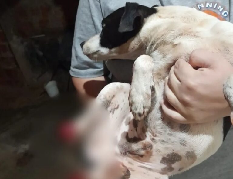 Homem que confessou decepar patas de cachorro com facão não fica preso