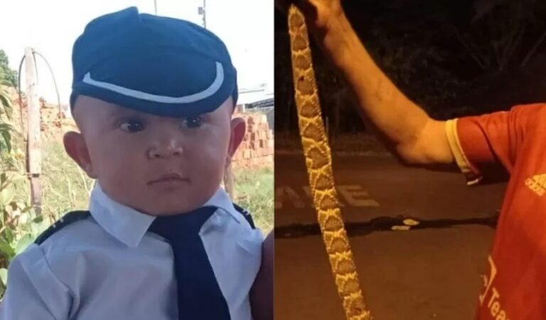 Criança de 2 anos morre picada por cascavel; segundo B.O., soro demorou para ser aplicado