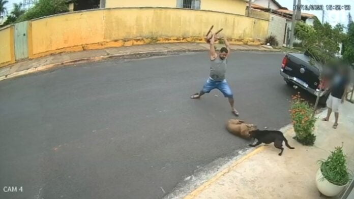 pitbull 2 (1)
