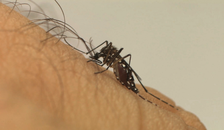 Mortes por dengue chegam a 30 em Marília, neste ano
