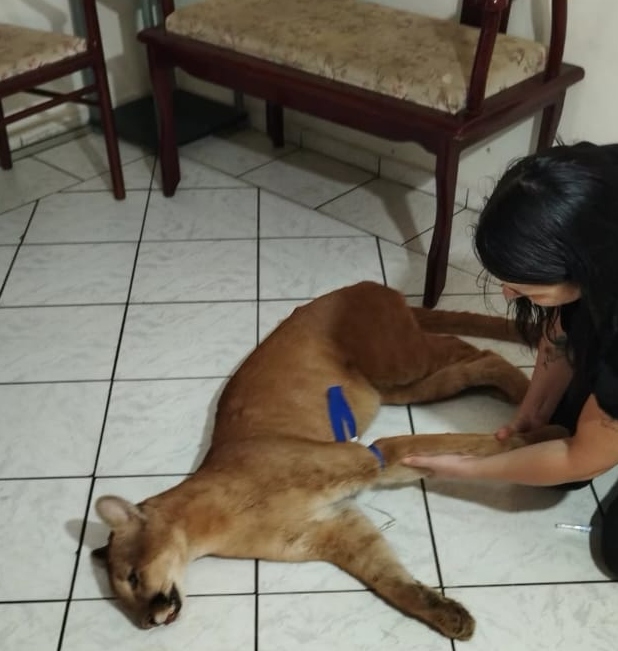 Onça adulta é capturada em residência na zona sul de Marília